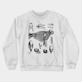 Sea Lion Seal | Ocean Animal Mammal Marine Life Crewneck Sweatshirt